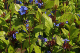 Ceratostigma plumbaginoidesLoodkruid bestellen